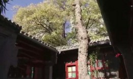四合院冰心爆料视频,揭秘娱乐圈背后的真实故事
