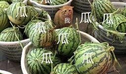 娱乐吃瓜的地方,那些你不知道的“吃瓜”幕后故事