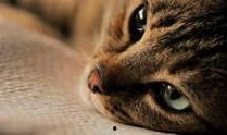 猫之城最新爆料视频网站,最新爆料视频网站带你探秘喵星人的网络世界