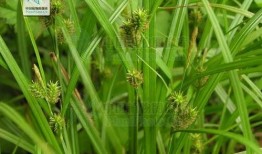 日日草在线观看,在线观看，探索青春成长的独特魅力