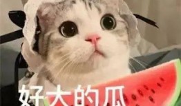 网红吃的生瓜叫什么来着,揭秘那款生瓜的独特魅力